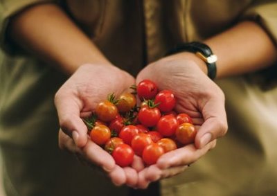 Hands holding cherry tomatoes