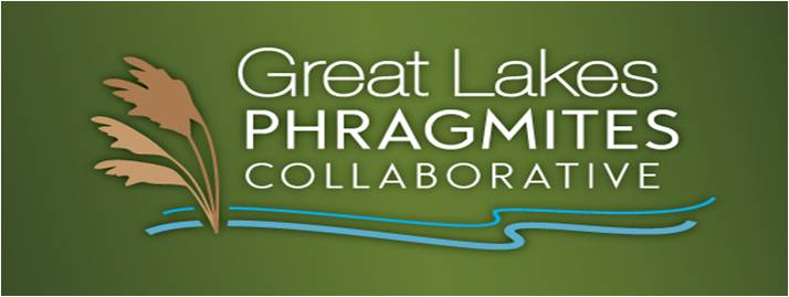 Great Lakes Phragmites Collaborative
