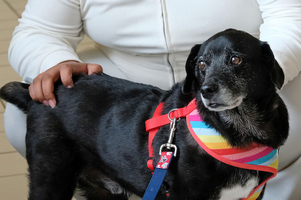 An individual crouches next to small black dog wearing rainbow harness