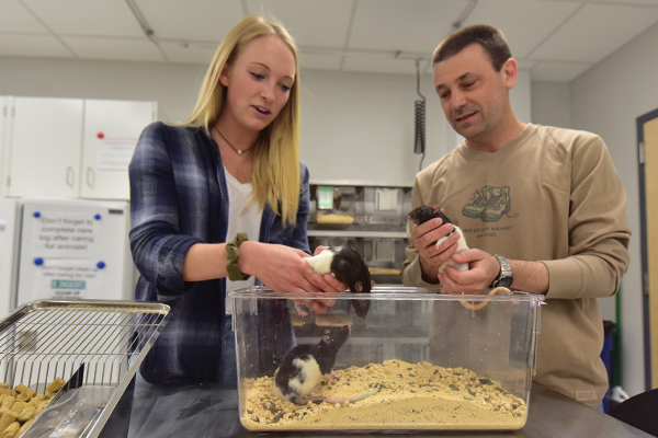 A biology professor handles rats in a lab.