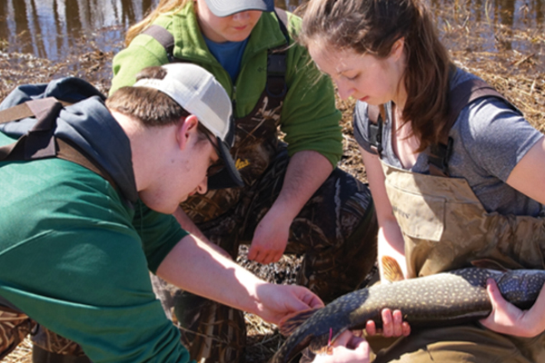 Three students record data with native pike.