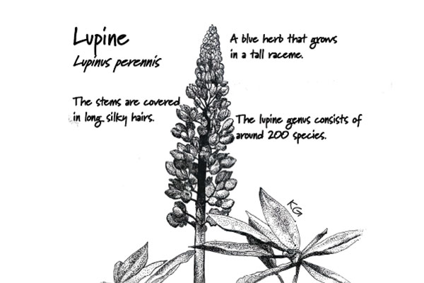 A detailed image of a Lupine flower.