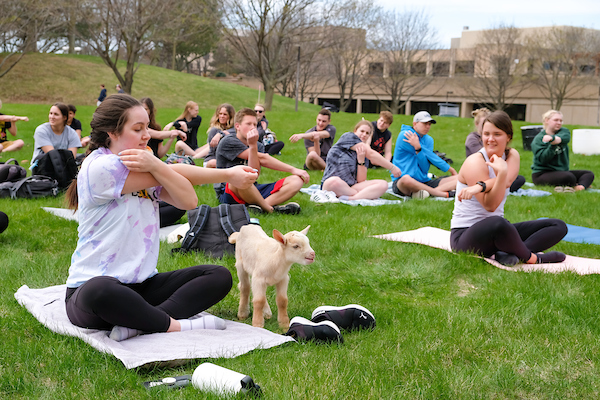 Group of students participating in goat yoga