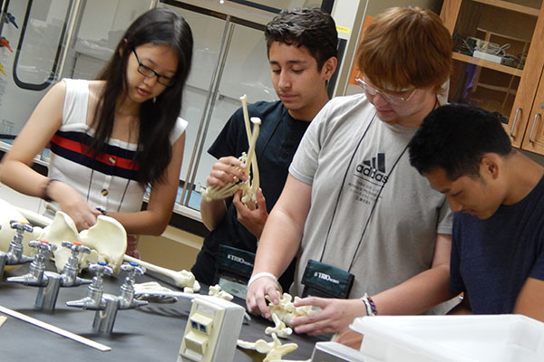 Upward Bound students identifying bones in a summer biology lab