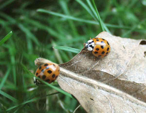 Multicolored Asian lady beetle