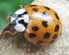 ladybug