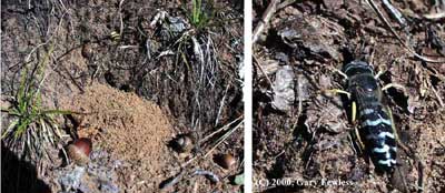 sand wasp and burrow