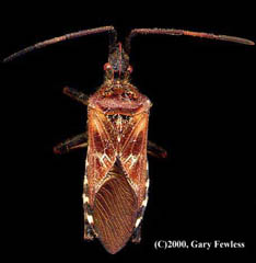 leaf footed bug