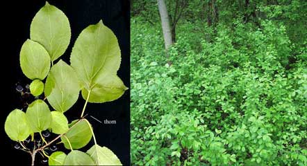 European buckthorn