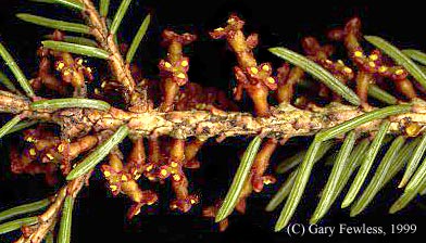 Dwarf Mistletoe on Black Spruce.