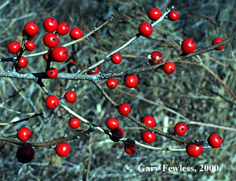 winterberry