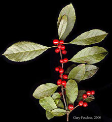 Common Winterberry Holly.
