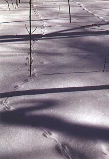 mouse tracks in the snow.