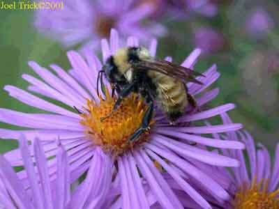 Bumble bee on New England Aster.