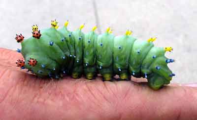 cercropia caterpillar