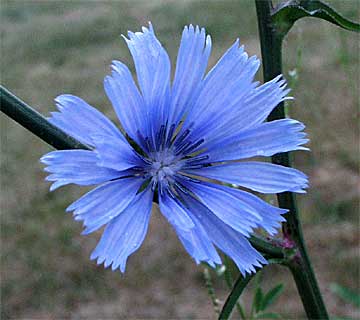 chicory flower.