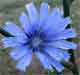chicory.
