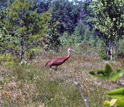 Sandhill Crane.
