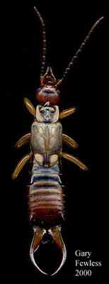 European Earwig