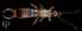 Earwig
