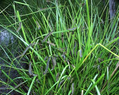 Forest Tent Caterpillars on Sedges.
