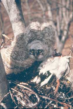 horned owl chick with prey.