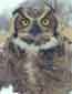 horned owl
