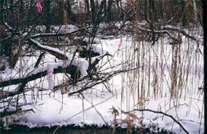 snow pitfall trap in the woods.