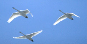swans in flight.