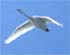 tundra swans.