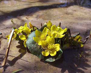 marsh marigolds blooming in the Arboretum.