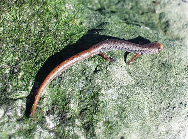 Four toed salamander.