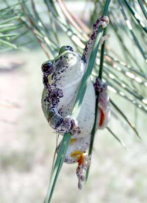 Grey tree frog.