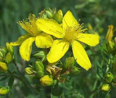 Flowers of St John Wort.