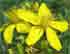 st johns wort.