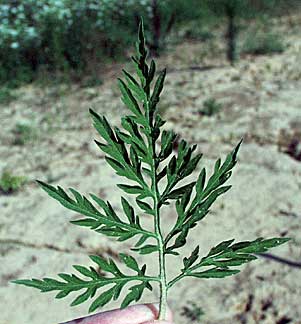 Deeply Divided leaf of Common Ragweed.