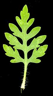 Young leaf of Common Ragweed.