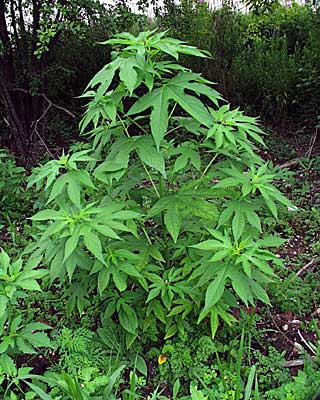 Giant Ragweed.