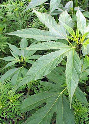 Leaves of Giant and Common Ragweed.