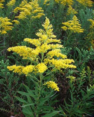 Goldenrod Flowers.