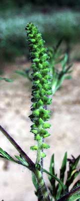 Ragweed Flower Spike.