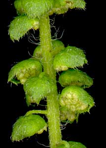 Closeup of male flowers.