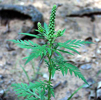 common ragweed.