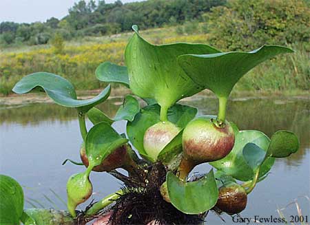 Water hyacinth showing enlarged petioles.