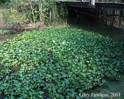 Mass of water hyacinth covering pond.