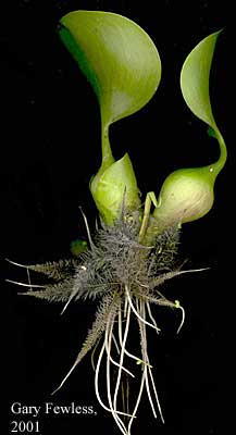 Closeup showing root structure.