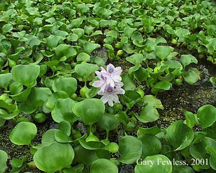 Water hyacinth invades the Cofrin Arboretum!
