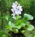 water hyacinth on campus.