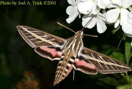 White lined sphynx moth feeding from white phlox