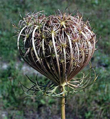 wild carrot seed head